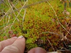 Sphagnum compactum