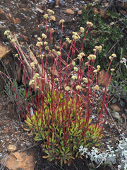 Crassula atropurpurea