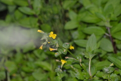 Erythranthe michiganensis