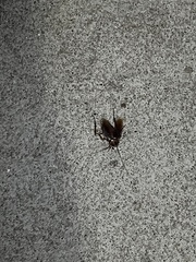 Periplaneta americana