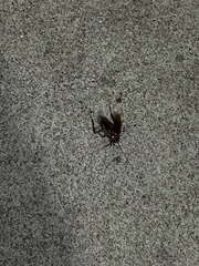 Periplaneta americana