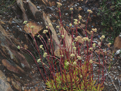 Crassula atropurpurea