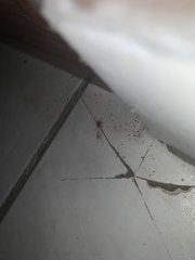 Crossopriza lyoni