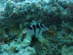 Canthigaster valentini