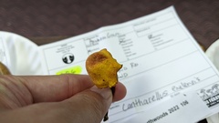 Cantharellus enelensis