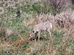 Odocoileus virginianus