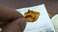 Cantharellus enelensis