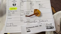 Cantharellus enelensis