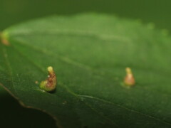 Eriophyes tiliae