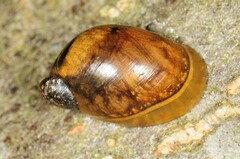 Novisuccinea ovalis