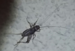 Gryllodes sigillatus