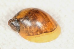 Novisuccinea ovalis