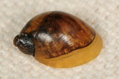 Novisuccinea ovalis