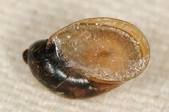 Novisuccinea ovalis