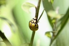 Harmonia testudinaria