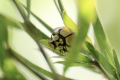 Harmonia testudinaria