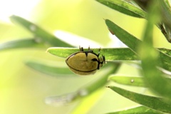 Harmonia testudinaria