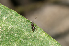 Dolichoderinae
