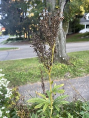 Filipendula rubra