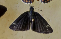 Heteropterus morpheus