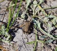Anaxyrus boreas halophilus