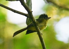 Rhynchocyclus olivaceus