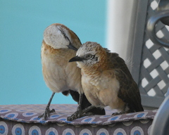 Turdoides gymnogenys