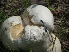 Mycenastrum corium