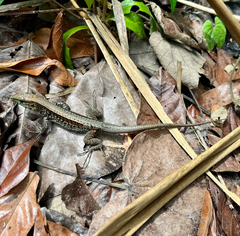 Holcosus quadrilineatus
