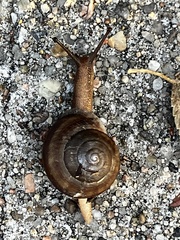 Neohelix albolabris