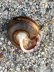 Neohelix albolabris