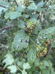Physocarpus opulifolius