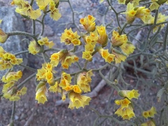 Limonium chrysocomum