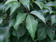 Crateva adansonii formosensis