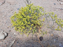 Limonium chrysocomum