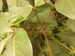 Crateva adansonii formosensis