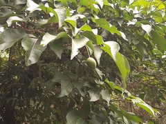 Crateva adansonii formosensis