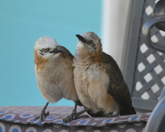 Turdoides gymnogenys