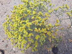 Limonium chrysocomum