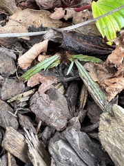 Pseudopanax crassifolius × lessonii