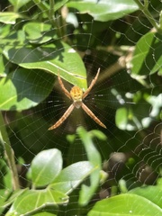 Argiope