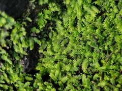 Fissidens taxifolius
