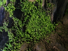 Fissidens taxifolius