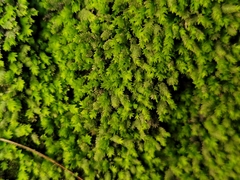 Fissidens taxifolius