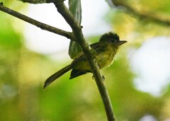 Rhynchocyclus olivaceus