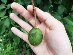 Crateva adansonii formosensis