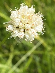 Bistorta bistortoides