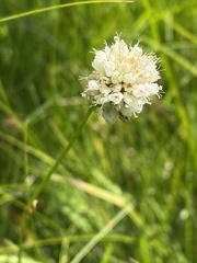 Bistorta bistortoides