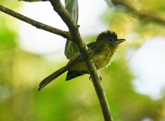 Rhynchocyclus olivaceus