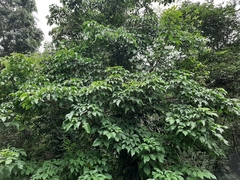 Crateva adansonii formosensis